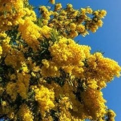 Mimosa